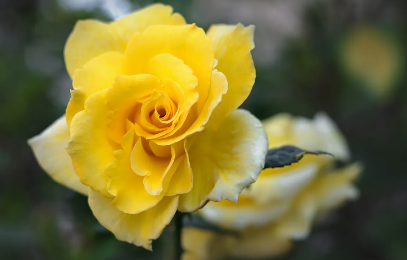 Photo wallpaper yellow, bright, roses, petals