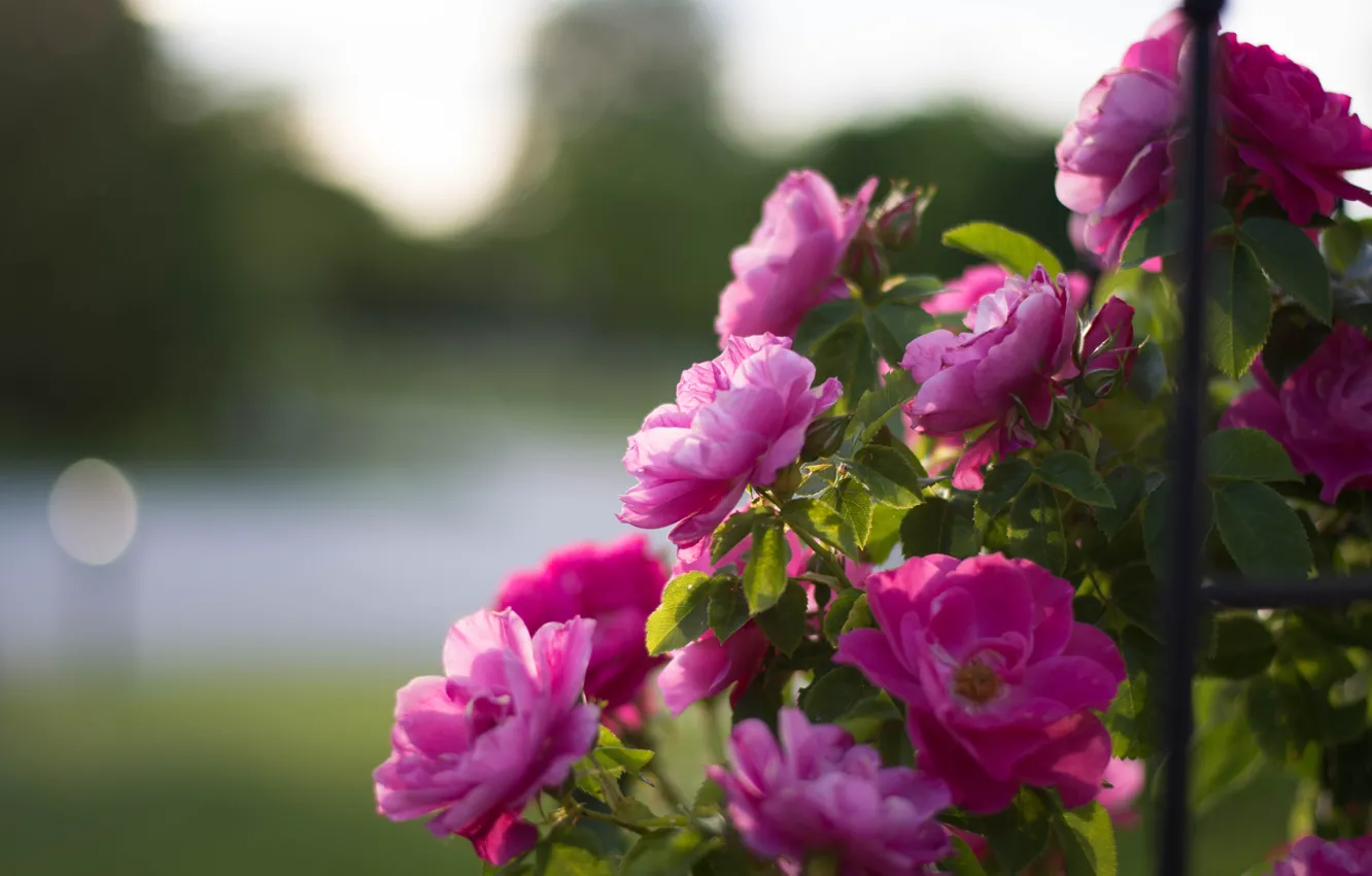 Photo wallpaper roses, bokeh, rose Bush