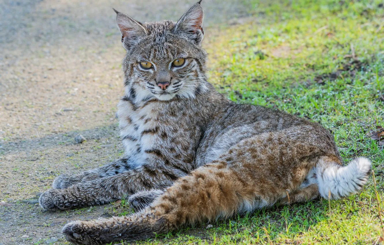 Photo wallpaper pose, glade, lies, lynx