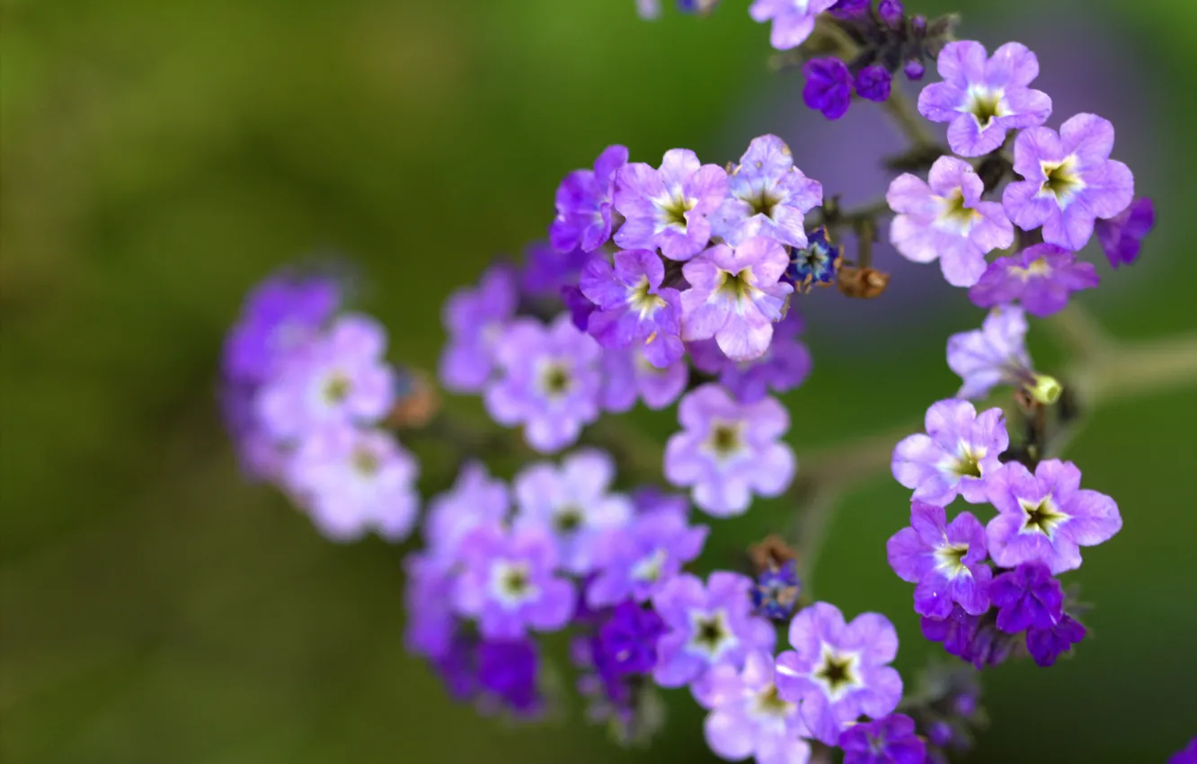Photo wallpaper macro, flowers, petals, blur, lilac