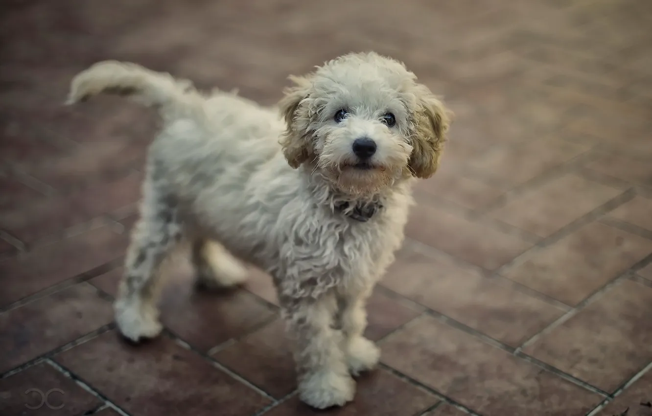 Photo wallpaper look, each, dog