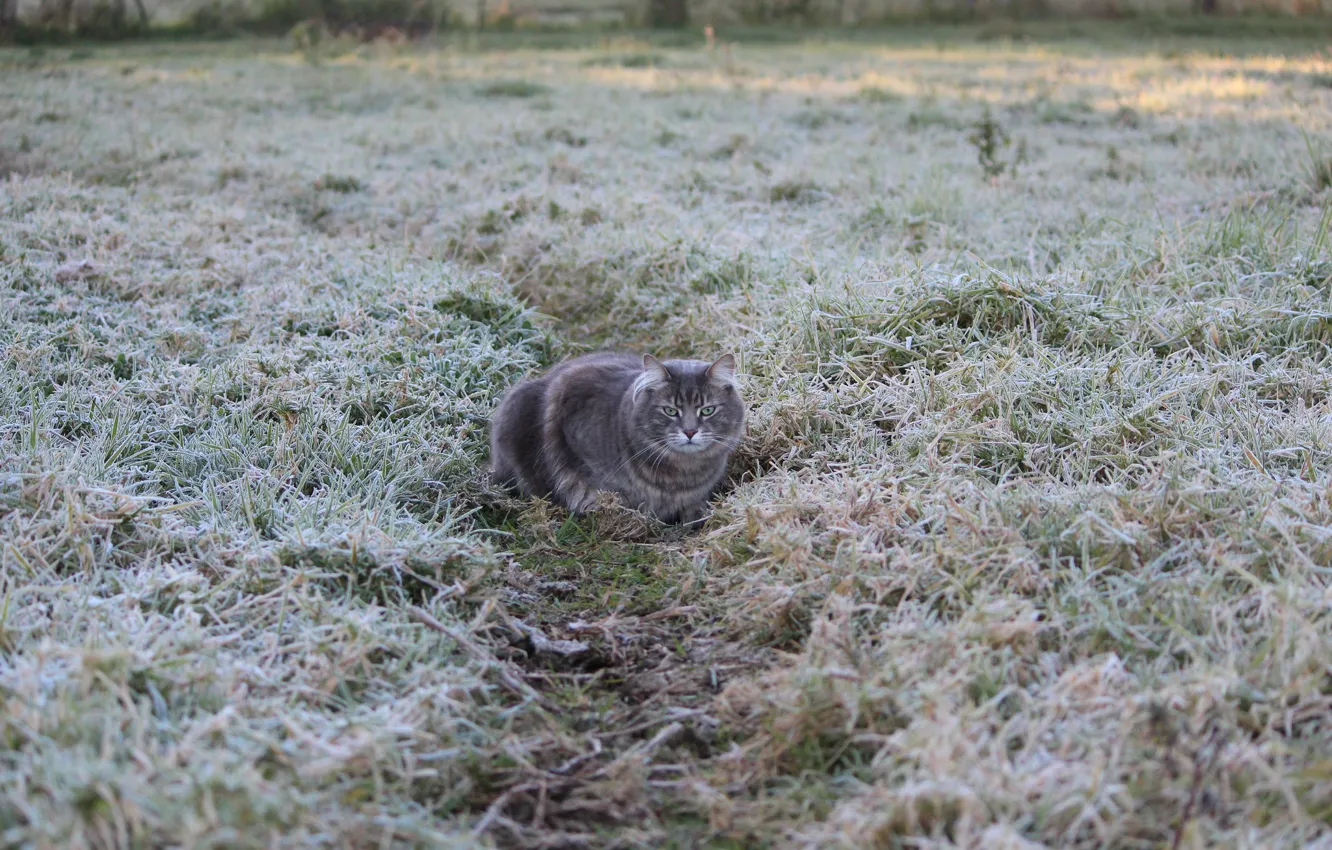 Photo wallpaper frost, grass, grey, freezing, path. cat