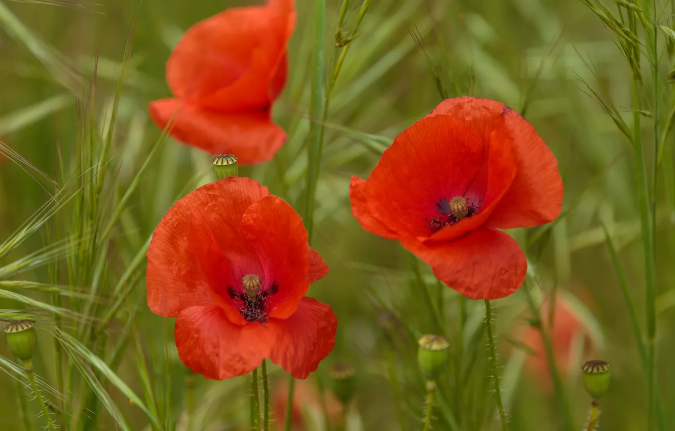 Photo wallpaper flowers, Maki, trio