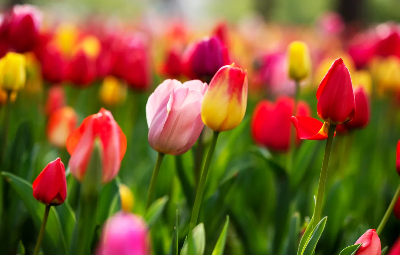 Photo wallpaper flowers, red, bright, blur, spring, tulips, pink, flowerbed