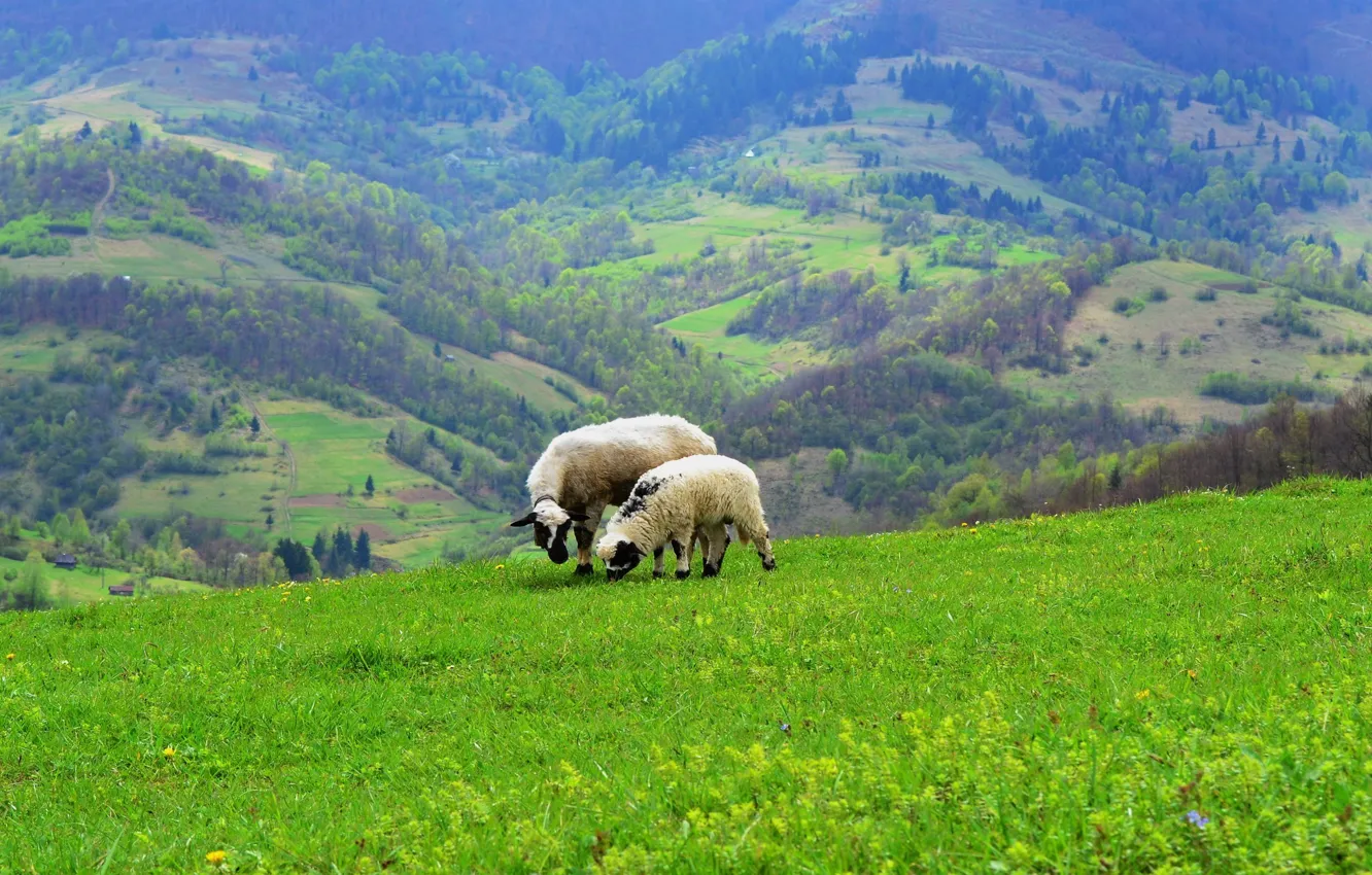 Photo wallpaper mountains, nature, Ukraine, Carpathians