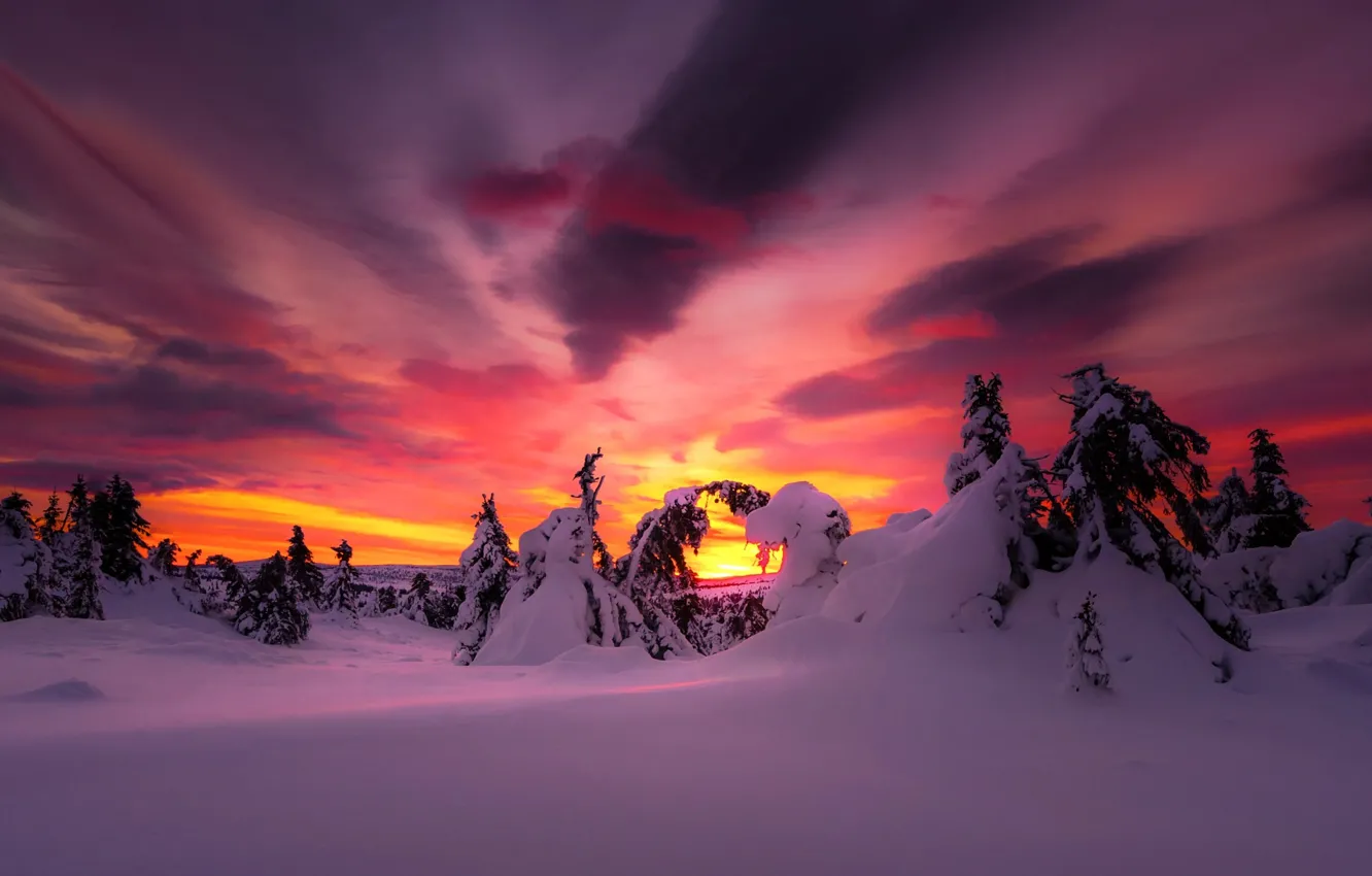 Photo wallpaper winter, forest, the sun, clouds, snow, morning