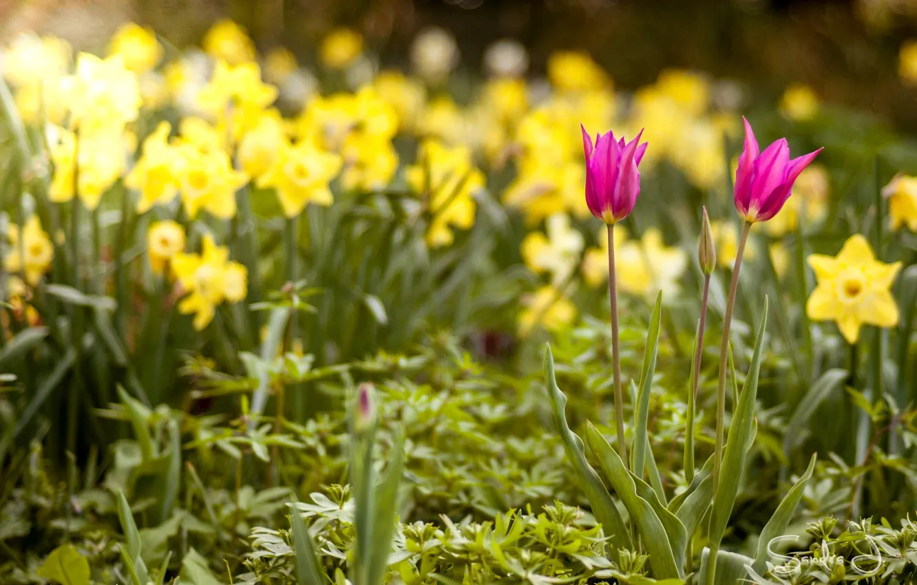 Photo wallpaper spring, tulips, daffodils