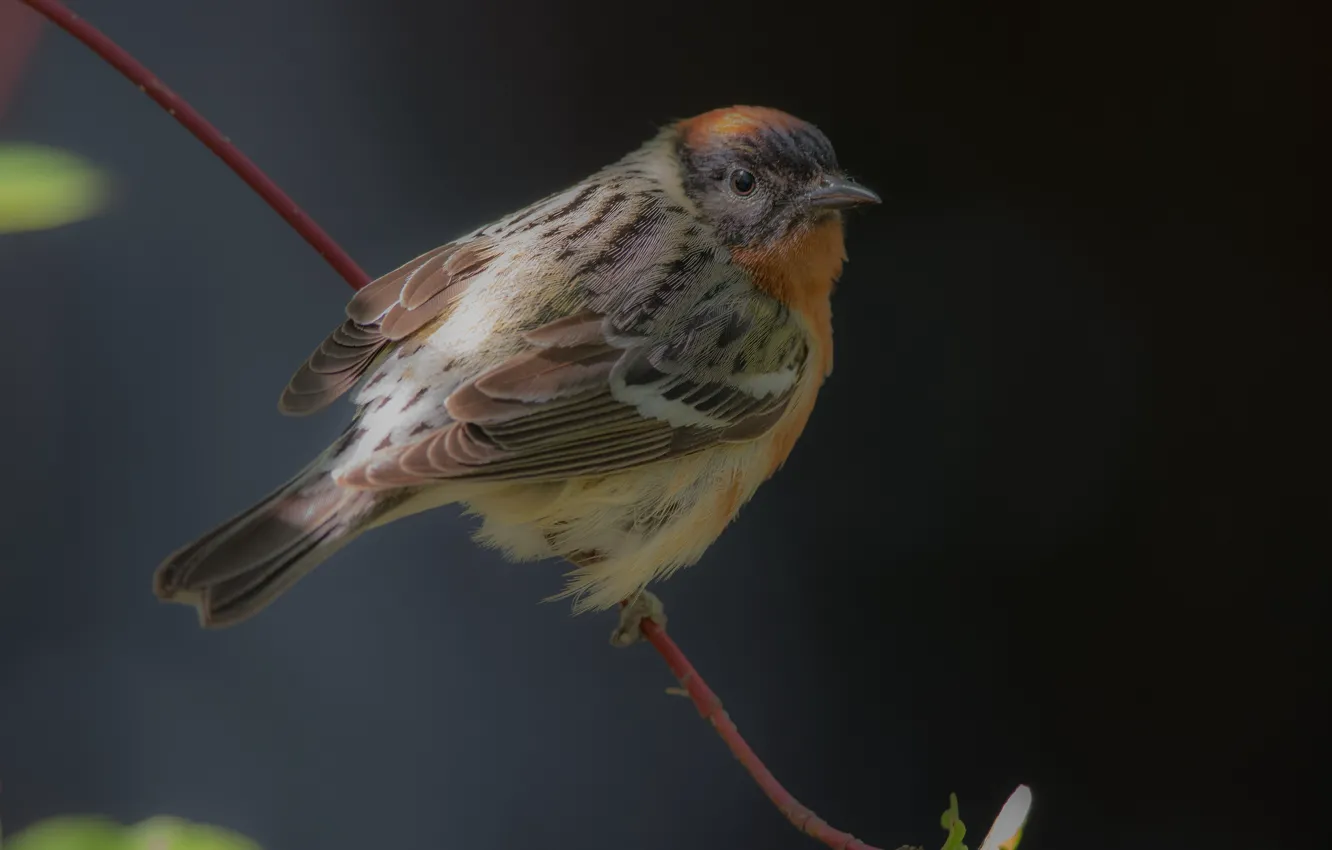 Photo wallpaper bird, branch, a woodland songster