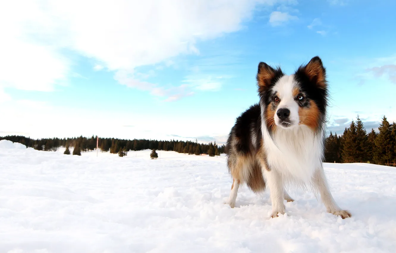 Photo wallpaper winter, forest, the sky, clouds, snow, blue, dog, ate