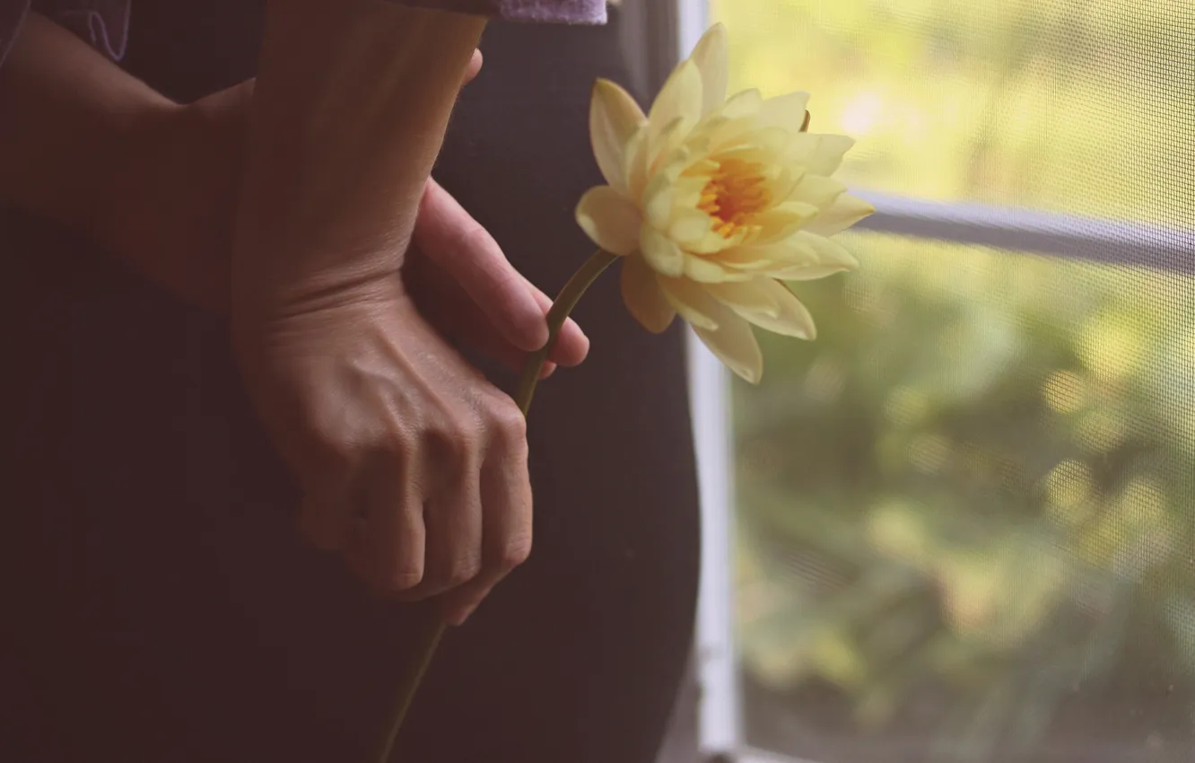 Photo wallpaper flower, yellow, hands, petals