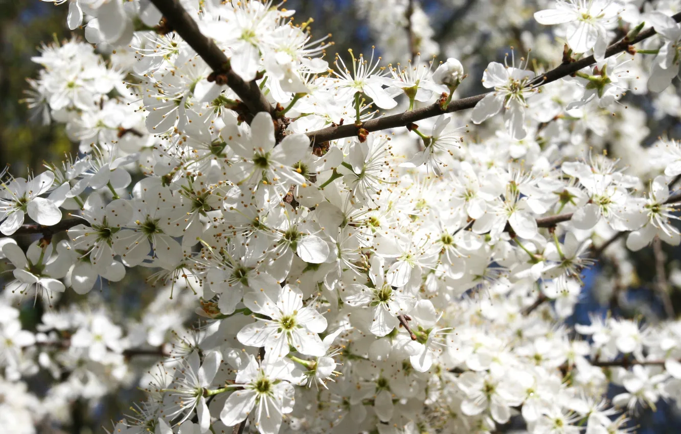 Photo wallpaper trees, flowers, branches, nature, cherry, petals, flowering, nature