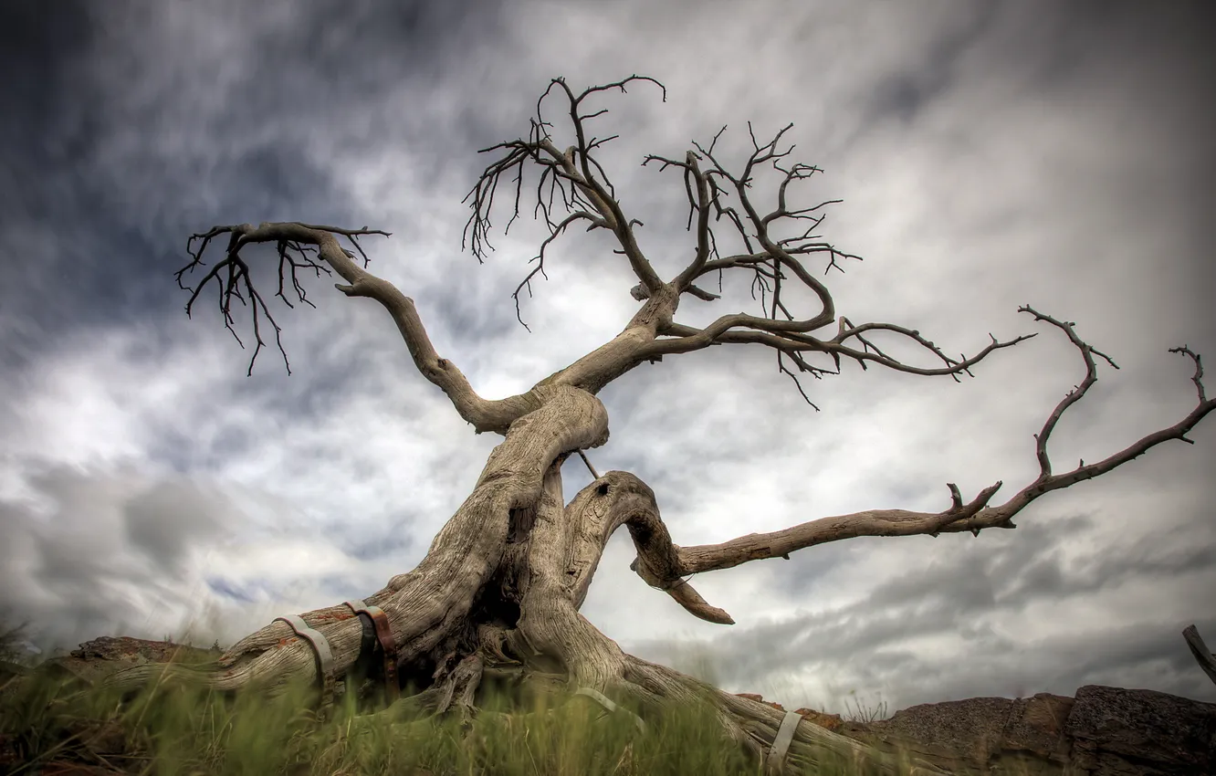 Photo wallpaper the sky, trees, nature