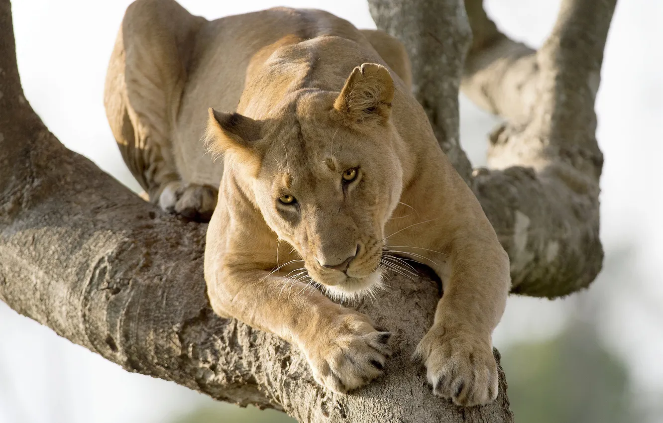 Photo wallpaper cat, tree, predator, lioness