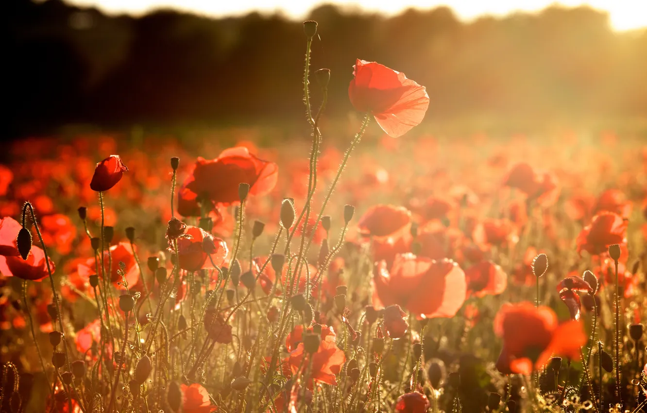 Photo wallpaper flowers, red, Maki, petals