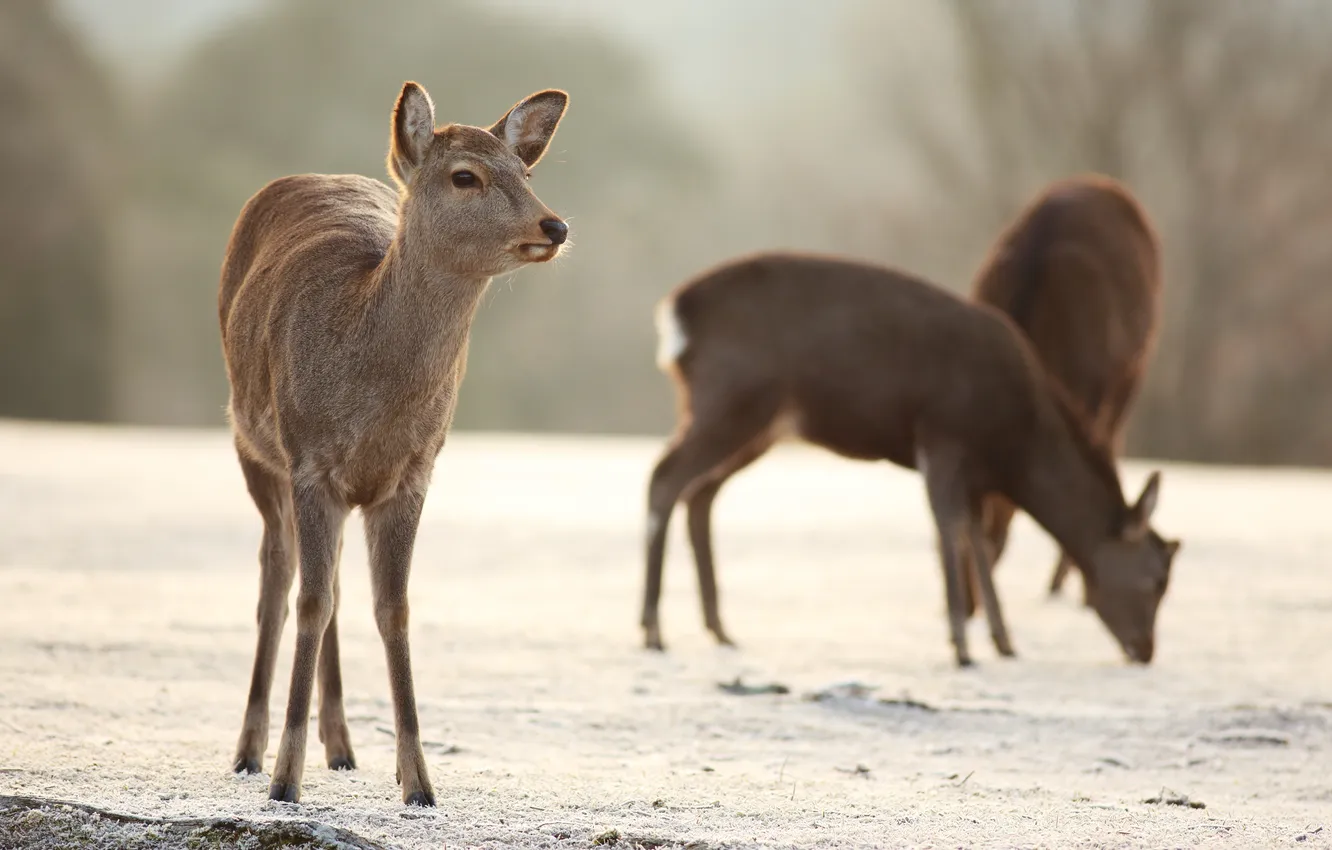 Photo wallpaper deer, blur, proroga