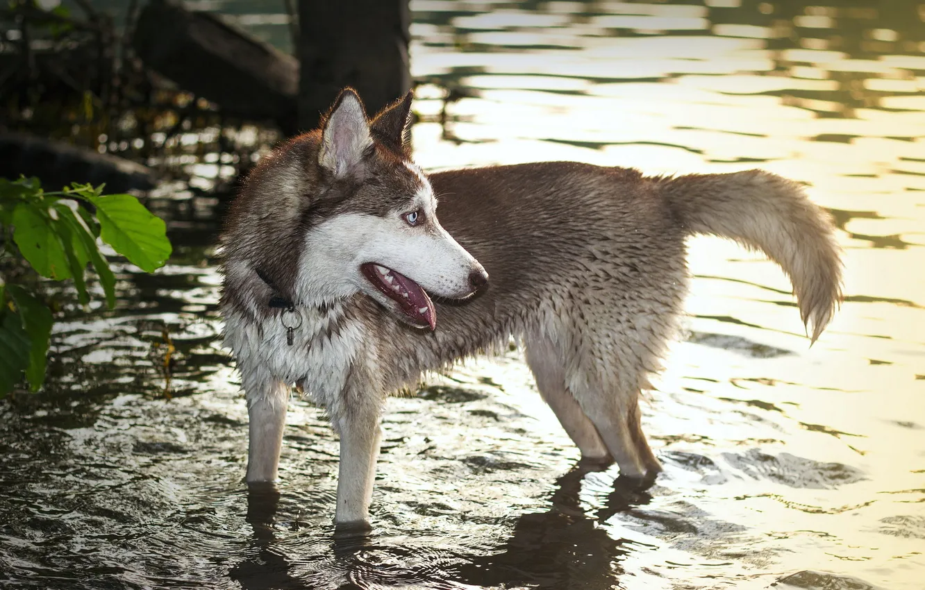 Photo wallpaper water, dog, husky