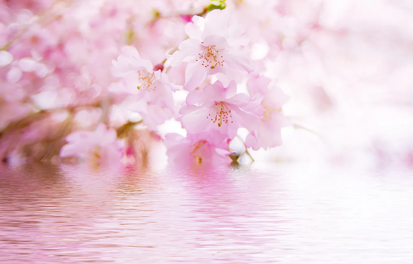 Photo wallpaper water, flowers, branches, reflection, blur, Sakura