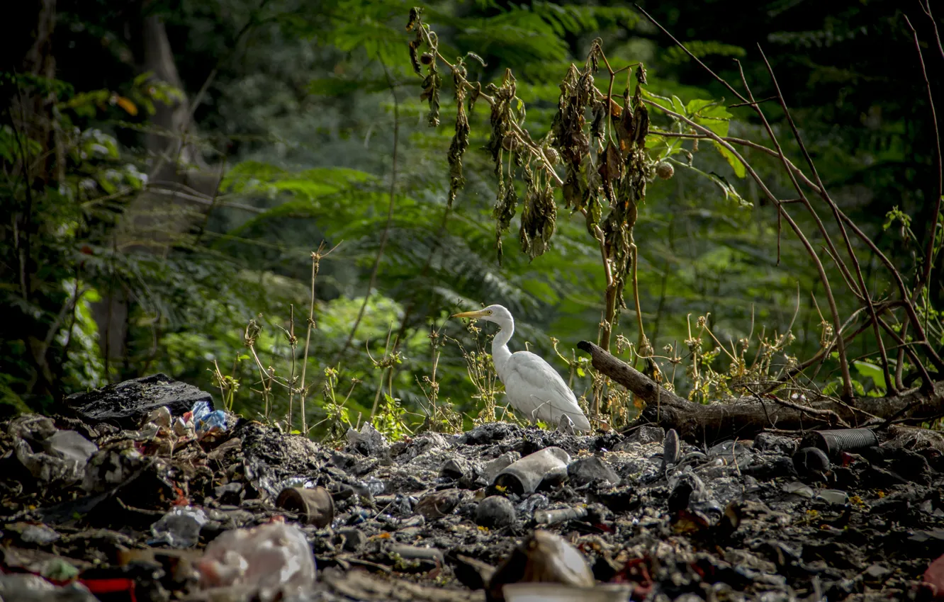 Photo wallpaper birds, family, sri lanka, I kathirkama, thanujan, thanujan thanabalasingam, thanujan_t, thanujan13