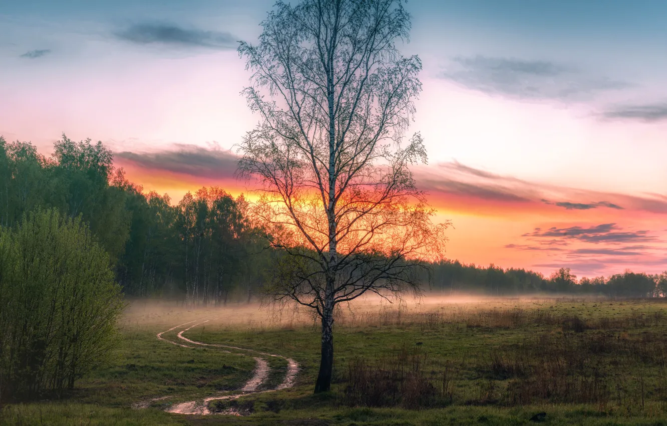 Photo wallpaper field, trees, fog, dawn, morning, birch