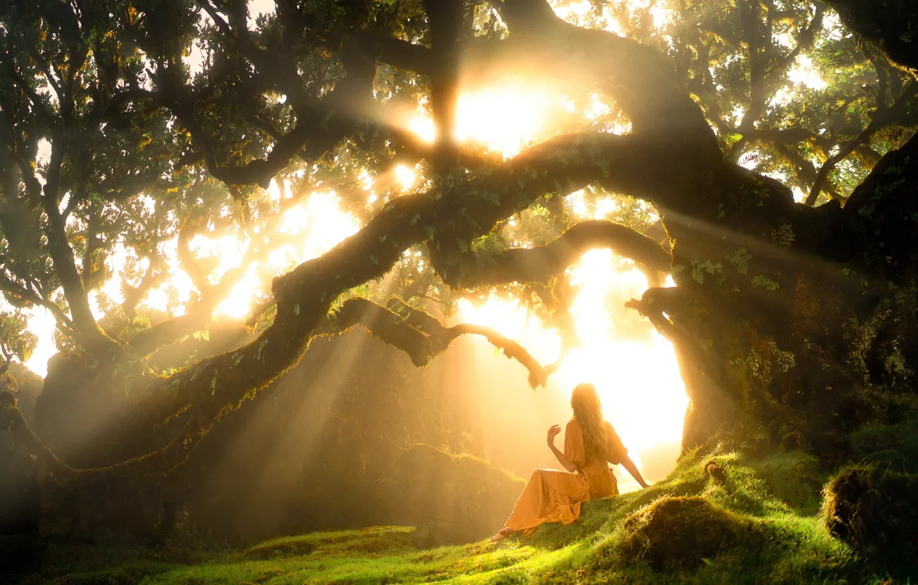Photo wallpaper forest, girl, rays, light, trees, branches, nature, pose