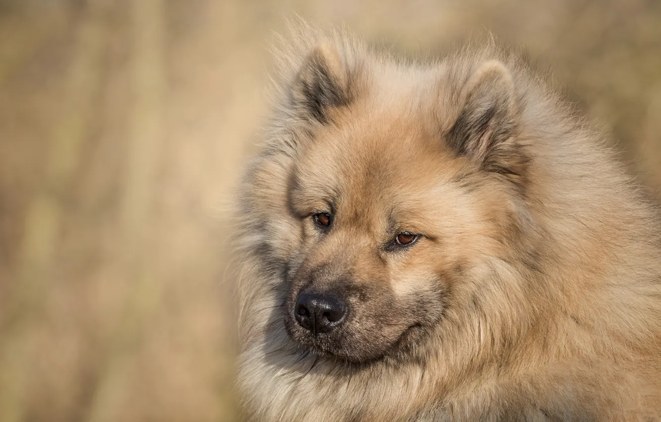 Photo wallpaper look, face, dog, The eurasier