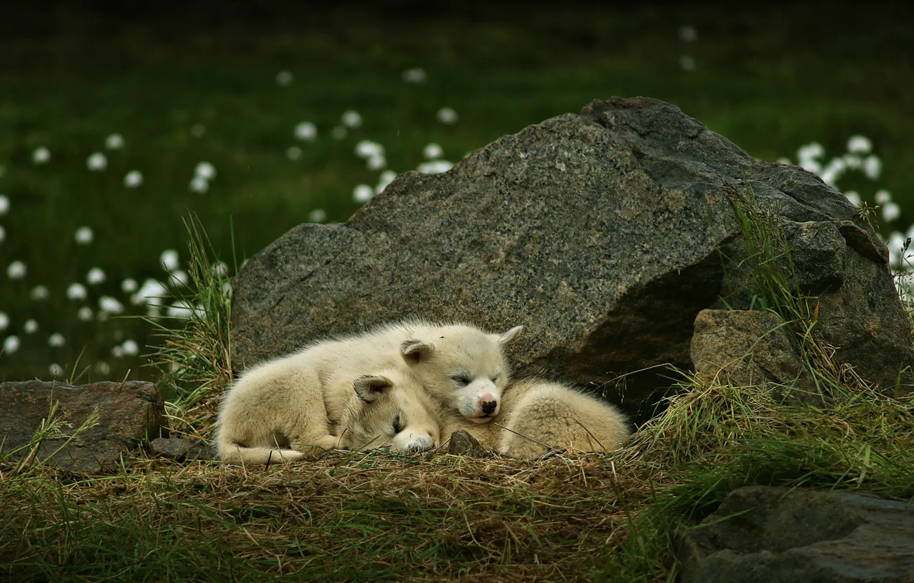 Photo wallpaper stones, dog, sleeping, puppy, a couple, Greenland, Greenland dog