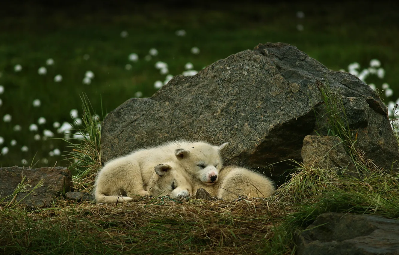 Photo wallpaper dogs, stone, puppies, a couple, Greenland, sleeping, Greenland dog