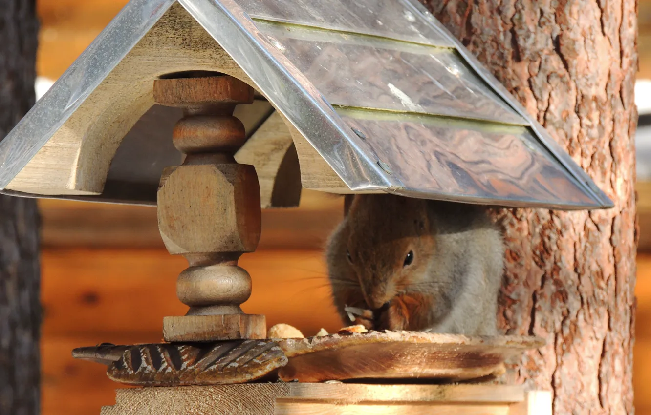 Photo wallpaper protein, rodent, feeder