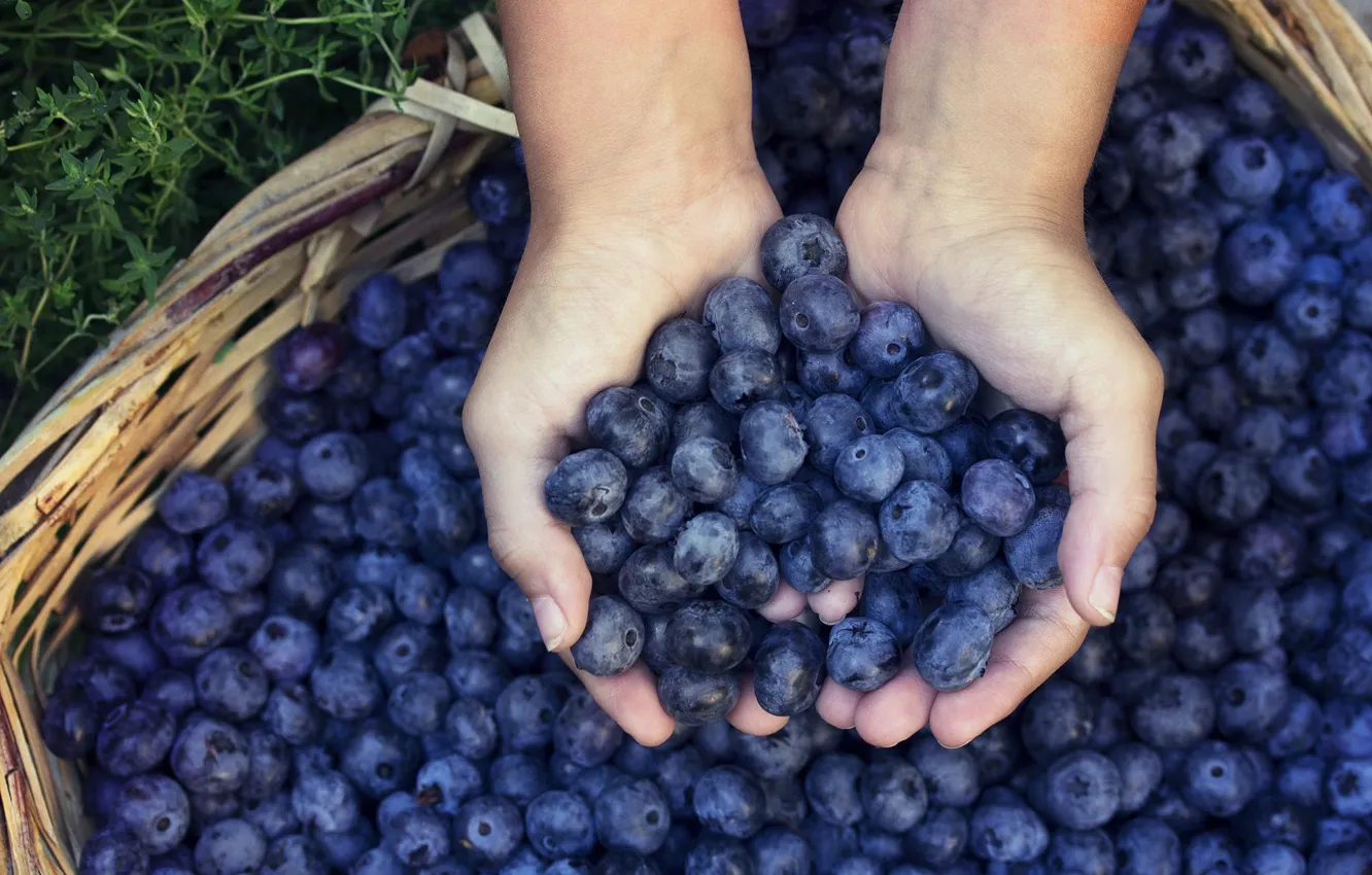 Photo wallpaper berries, hands, harvest, blueberries, basket, a lot, a handful, a handful