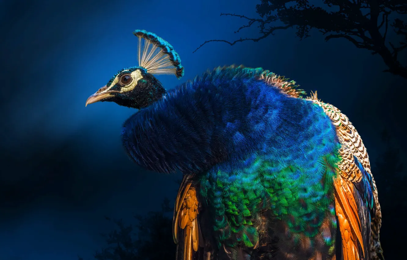 Photo wallpaper bird, India, peacock, tail, Thiruvananthapuram