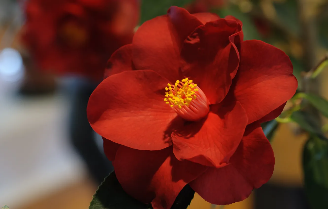 Photo wallpaper macro, red, Camellia