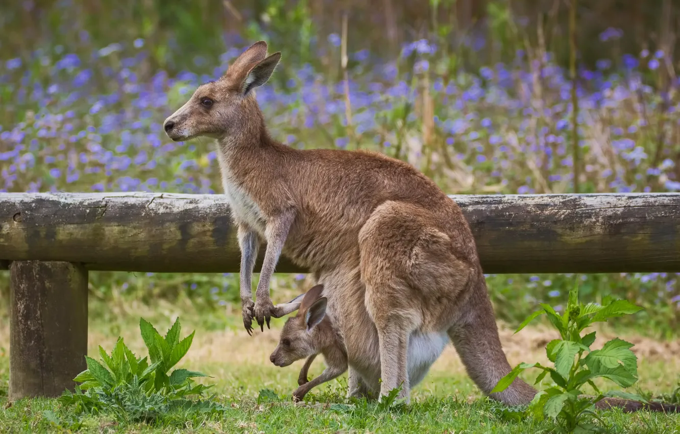 Photo wallpaper baby, kangaroo, bag, mom