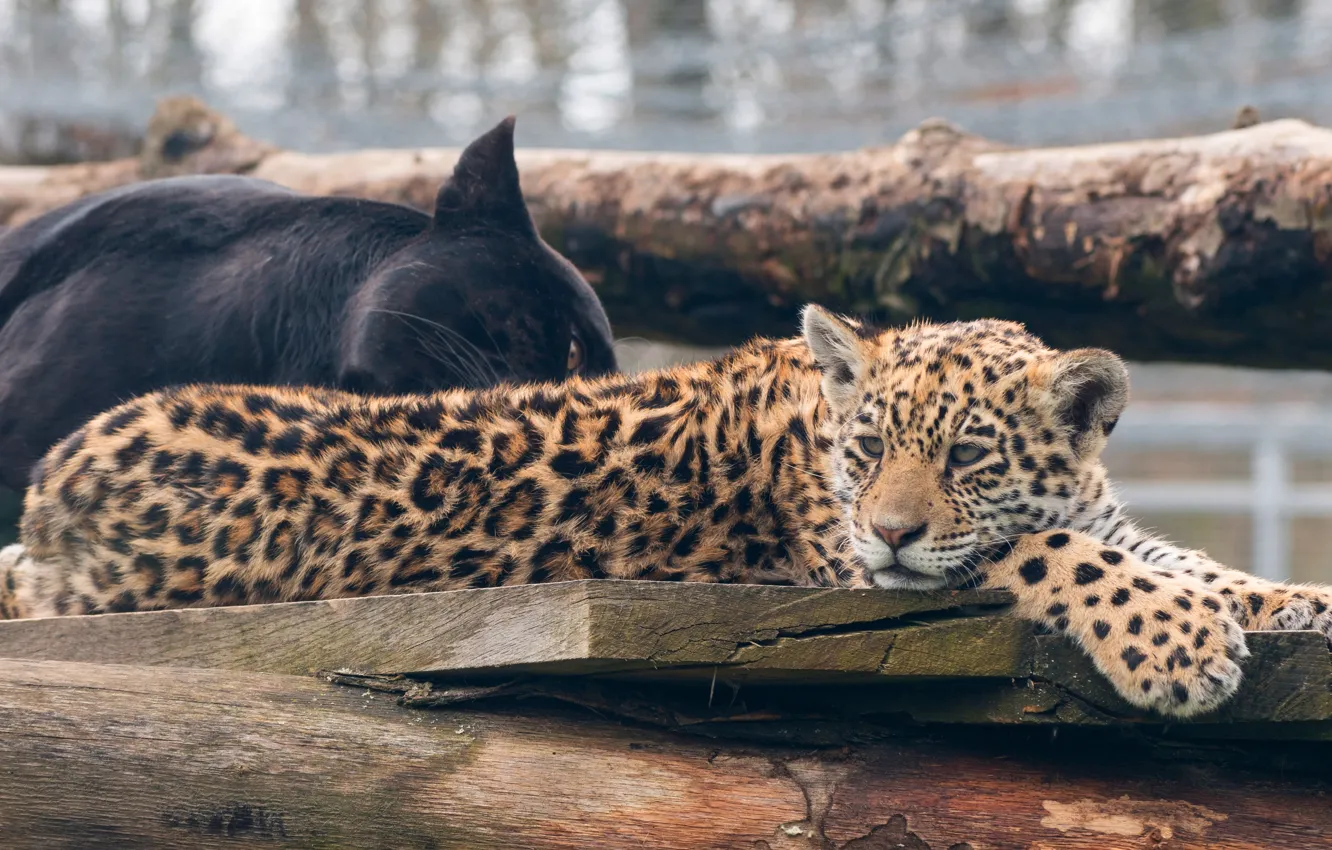Photo wallpaper cat, eyes, nature, pose, background, Board, paws, baby