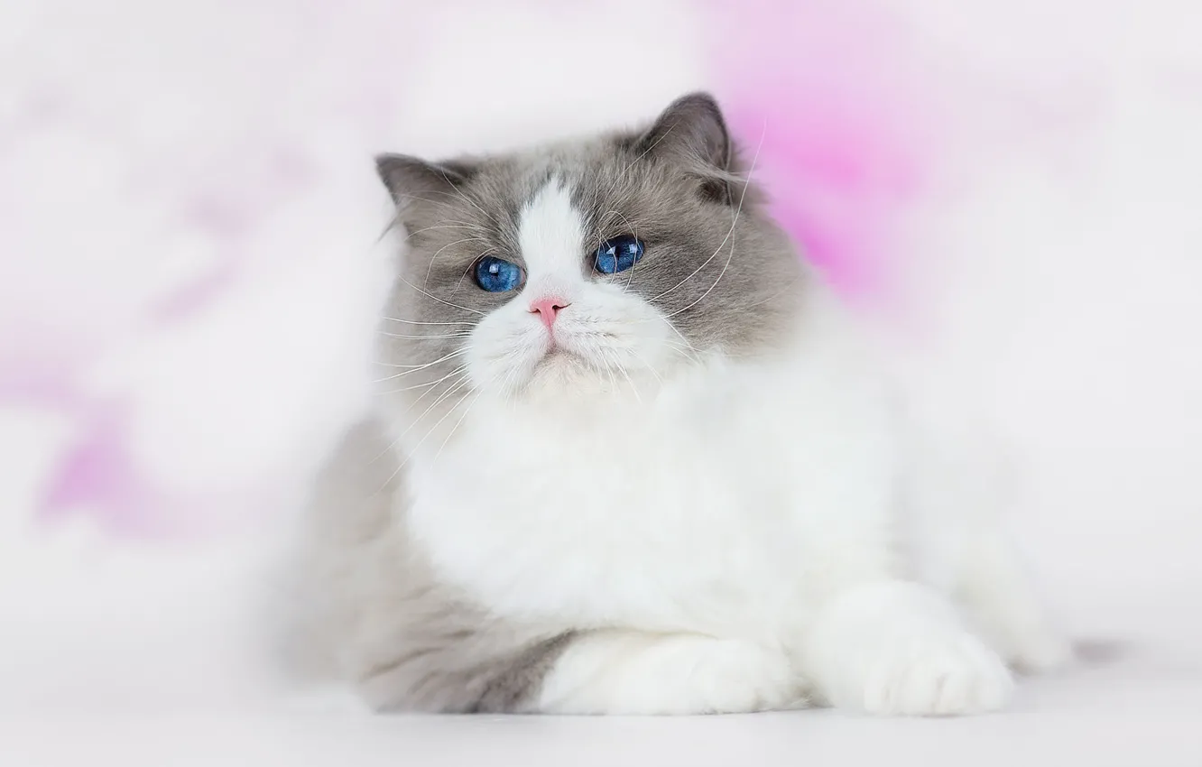 Photo wallpaper cat, eyes, cat, look, fluffy, lies, face, blue-eyed
