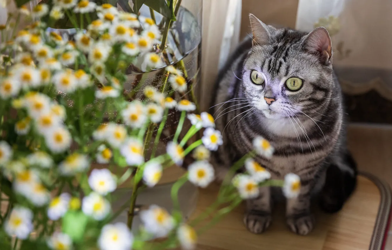 Photo wallpaper grey, Scottish, flowers, look, cat, tabby, bouquet, table