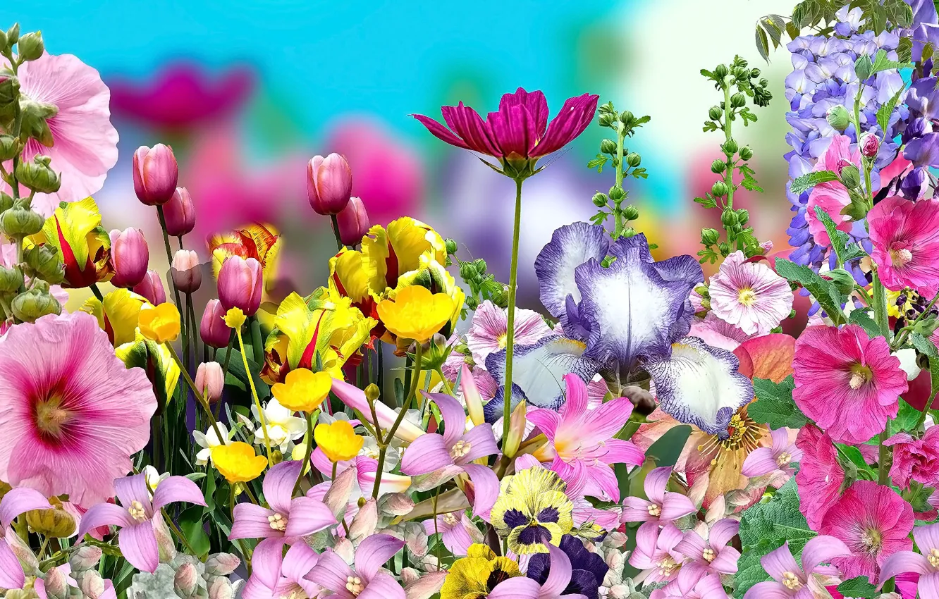 Photo wallpaper Graphics, Flowers, Bratki, Mallow