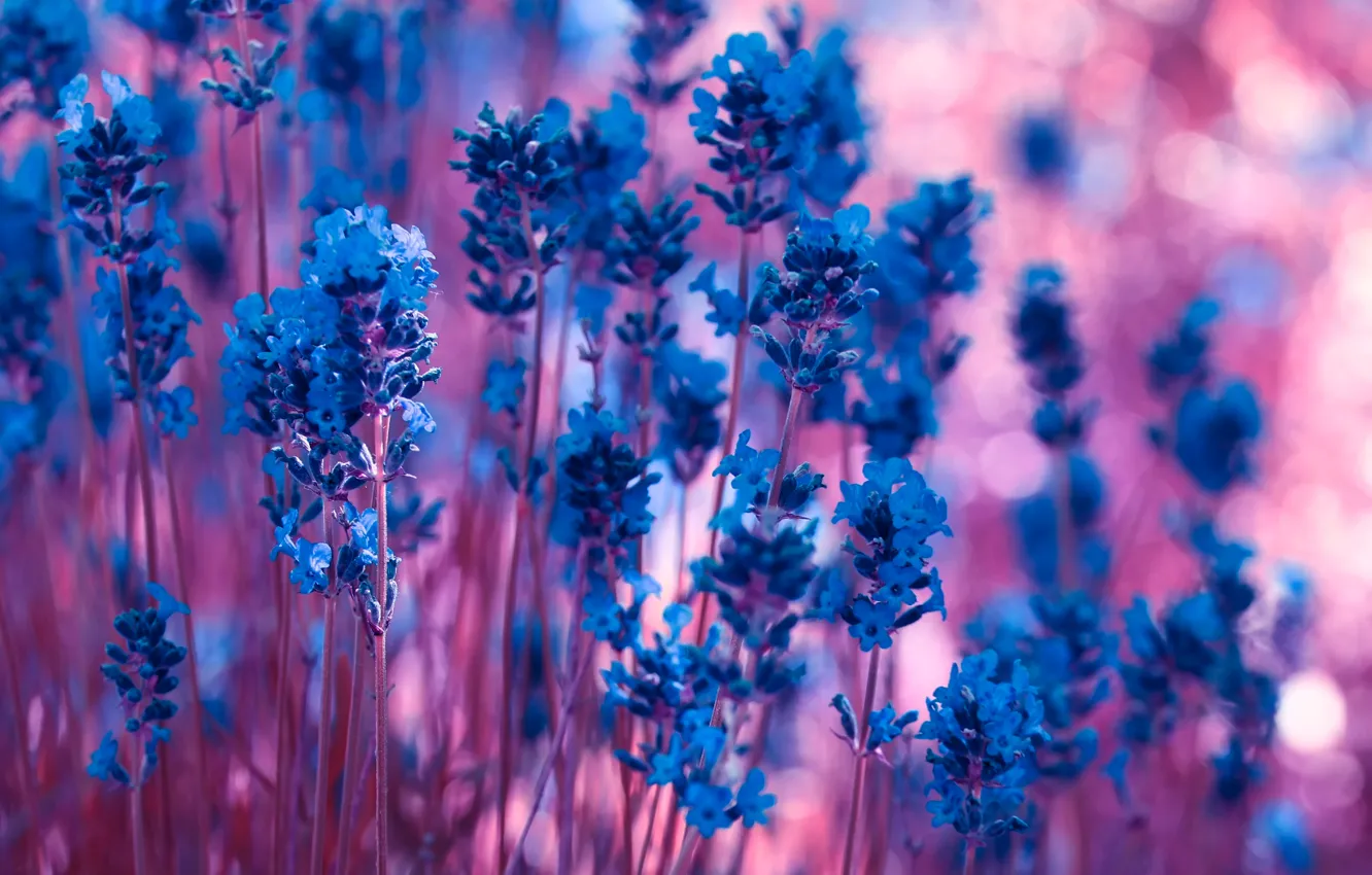Photo wallpaper lavender, bokeh