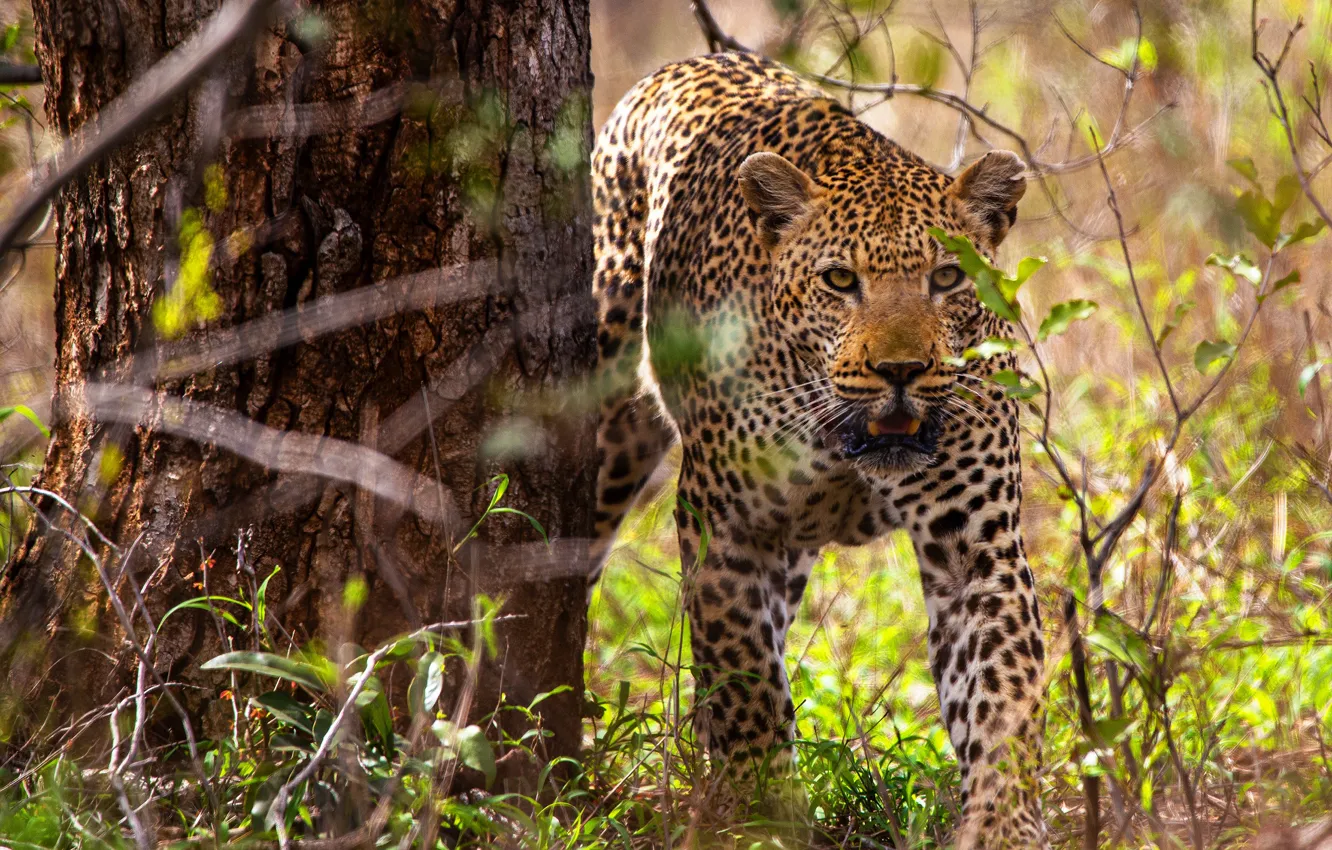 Photo wallpaper leaves, trees, leopard, bokeh