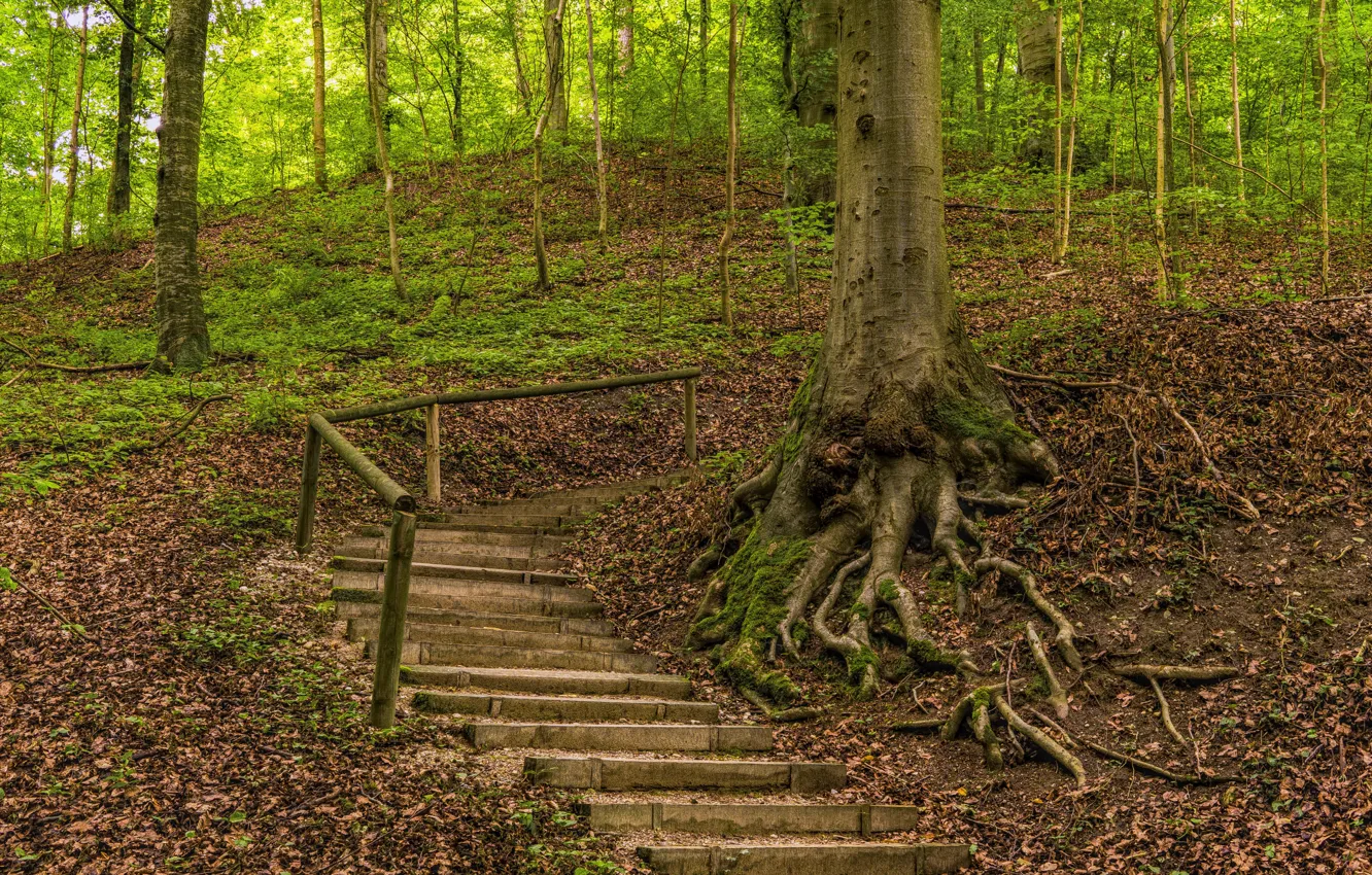 Photo wallpaper trail, roots, nature, forest, ladder, trees, steps