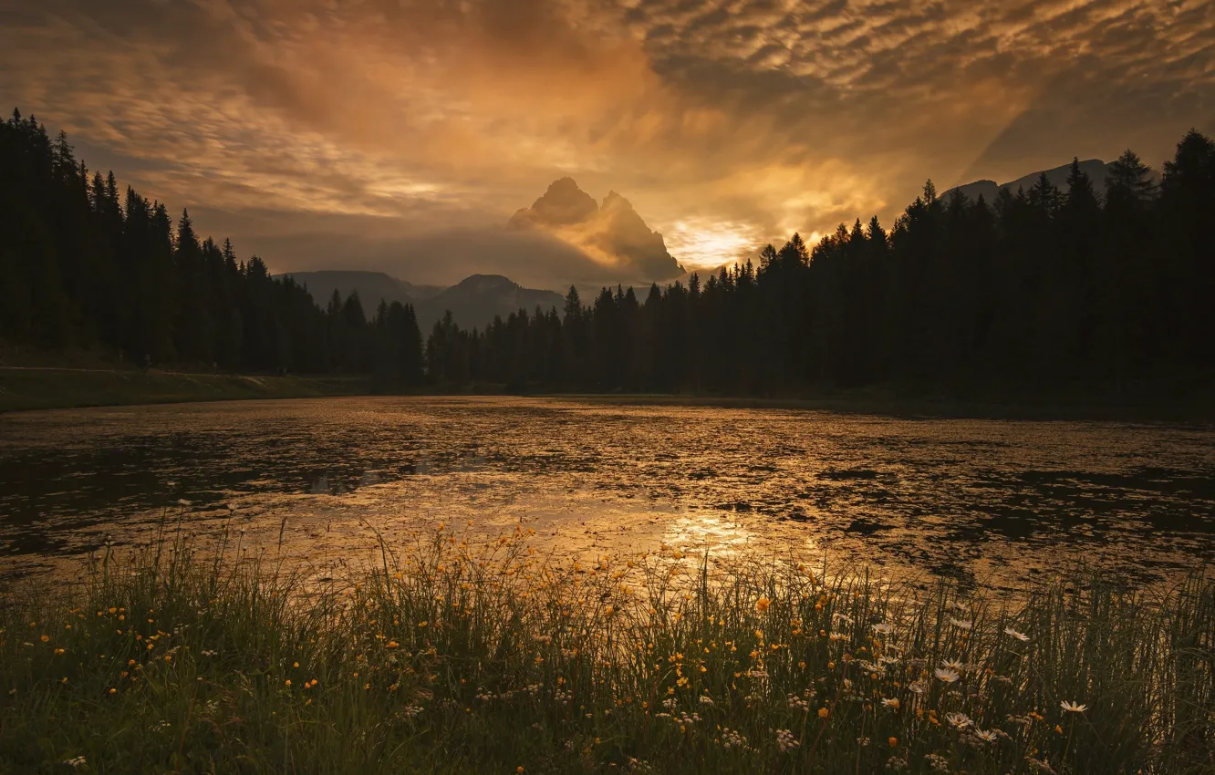 Photo wallpaper forest, summer, the sky, grass, the sun, clouds, light, sunset