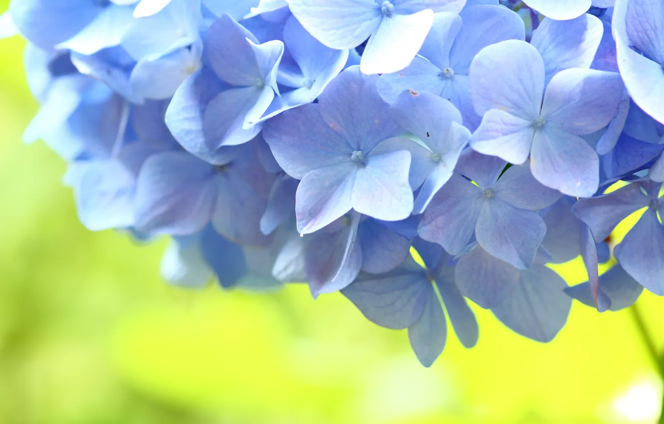 Photo wallpaper flowers, blue, Macro, hydrangea