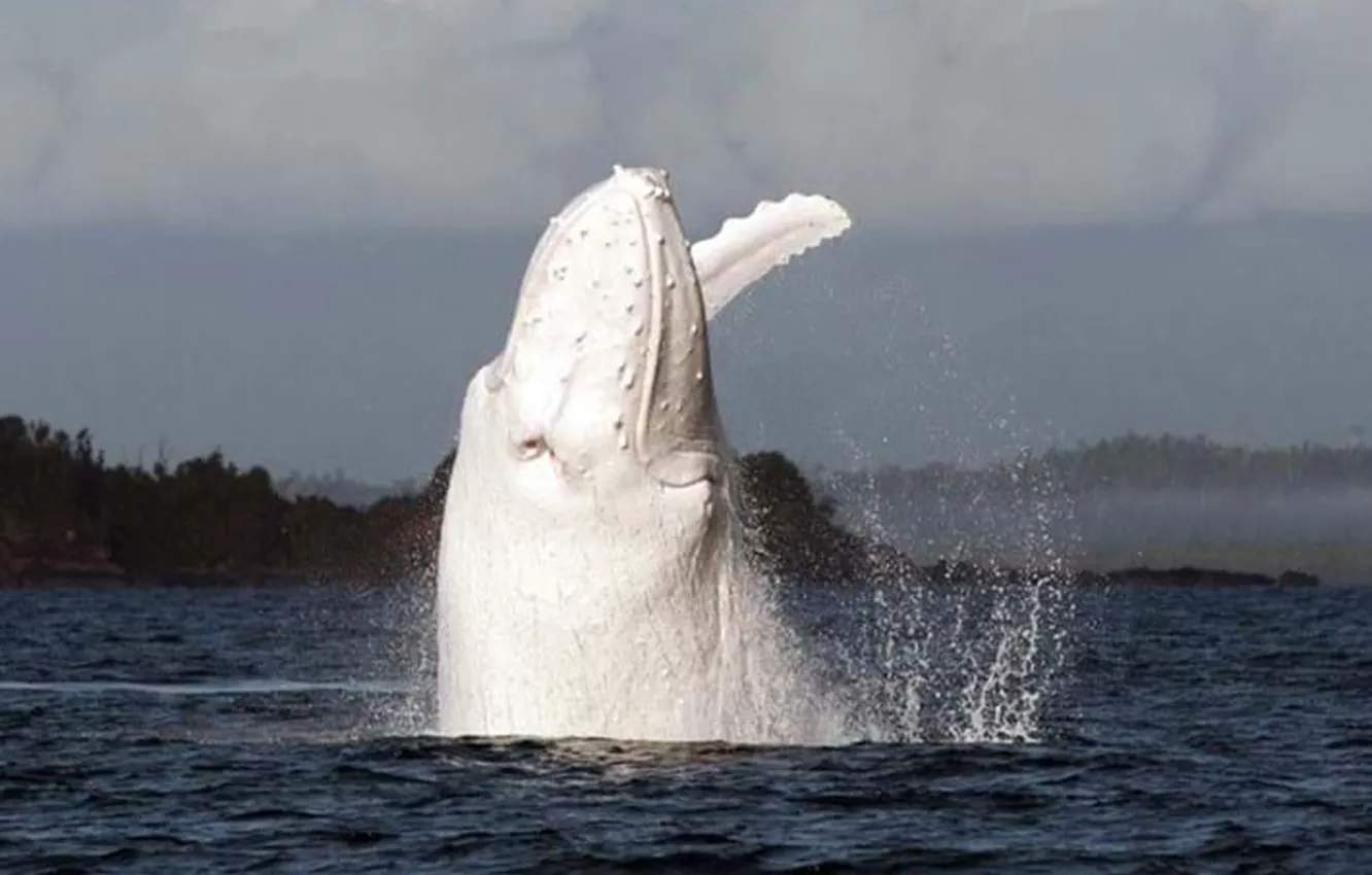 Photo wallpaper animals, wildlife, whale, albino calves, the white humpback, Migaloo