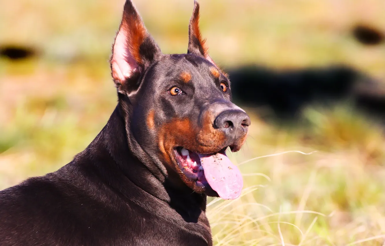 Photo wallpaper language, face, background, each, Doberman