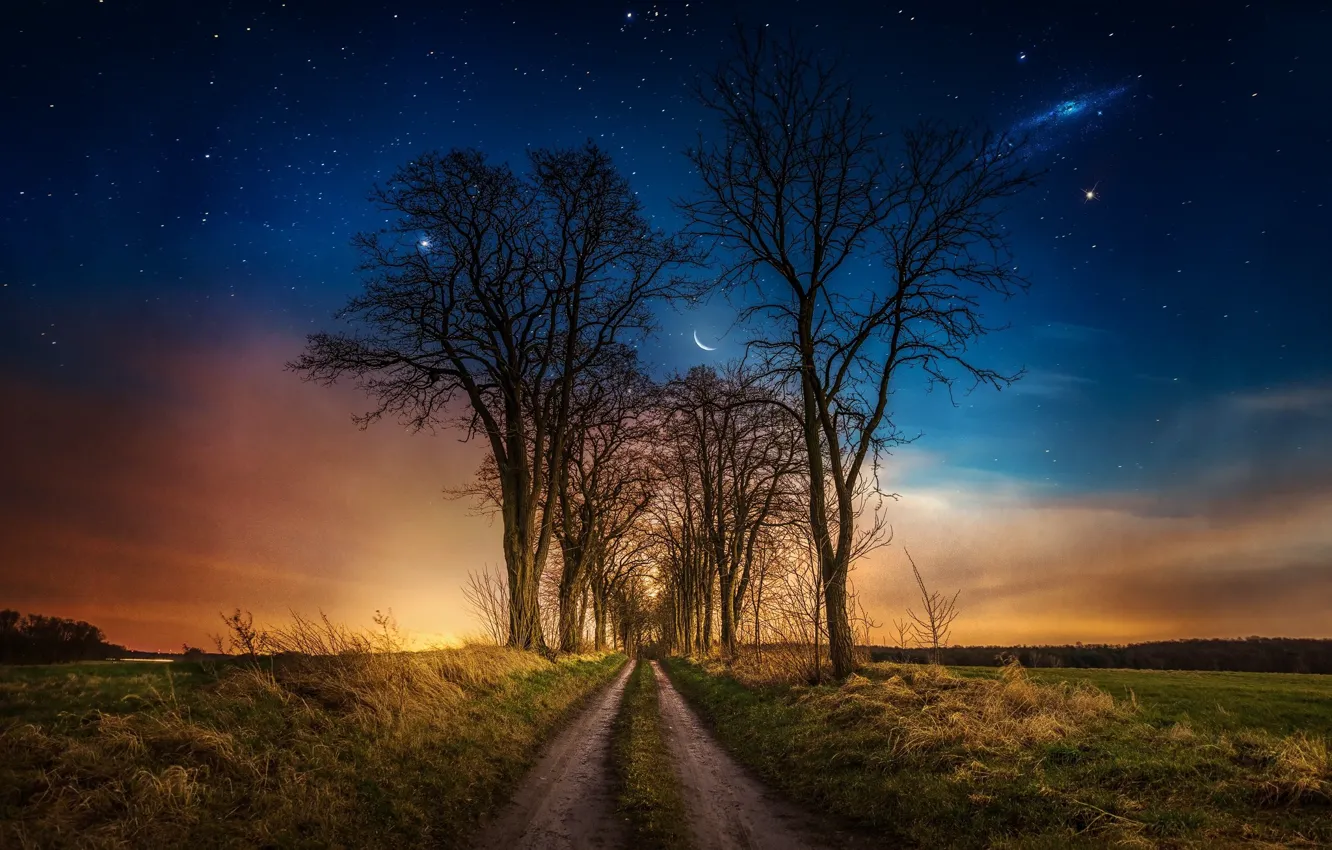 Photo wallpaper trees, night, a month