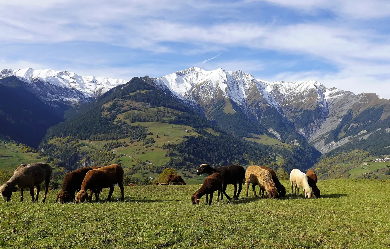Photo wallpaper forest, grass, mountains, sheep, Alps, pasture, meadow, sheep