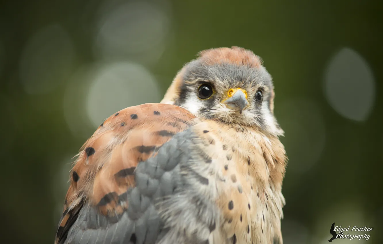 Photo wallpaper bird, blurred background, Kestrel, by EdgedFeather