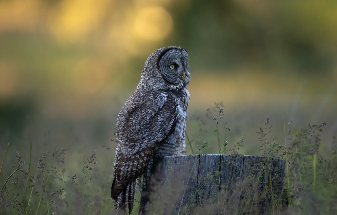 Photo wallpaper nature, grey, owl, bird, stump, owl, motley