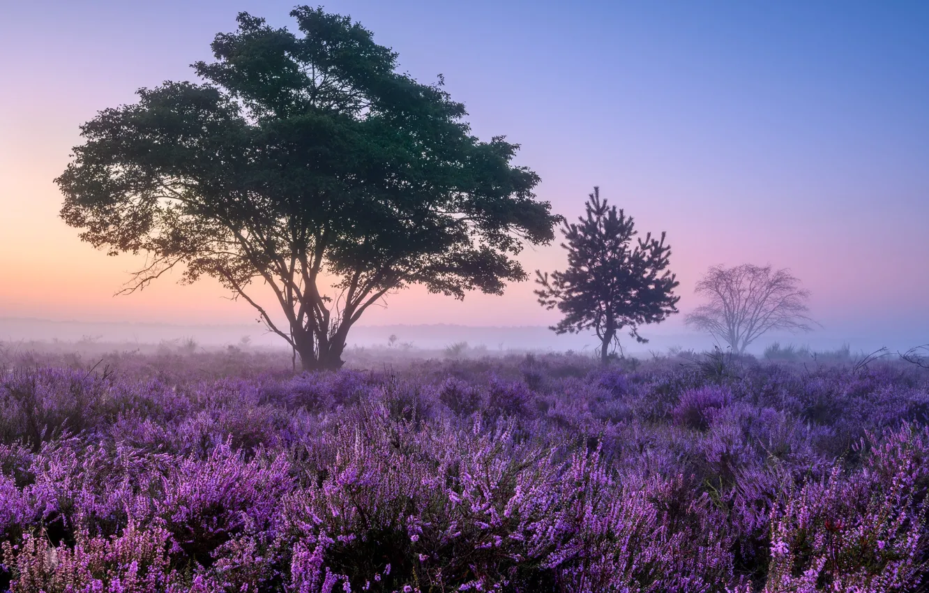 Photo wallpaper the sky, trees, flowers, fog, glade, morning, lilac, Heather
