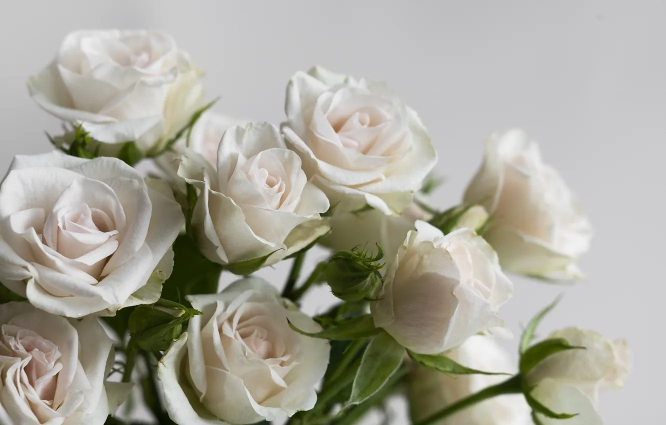 Photo wallpaper rose, white, flowers, view, delicate