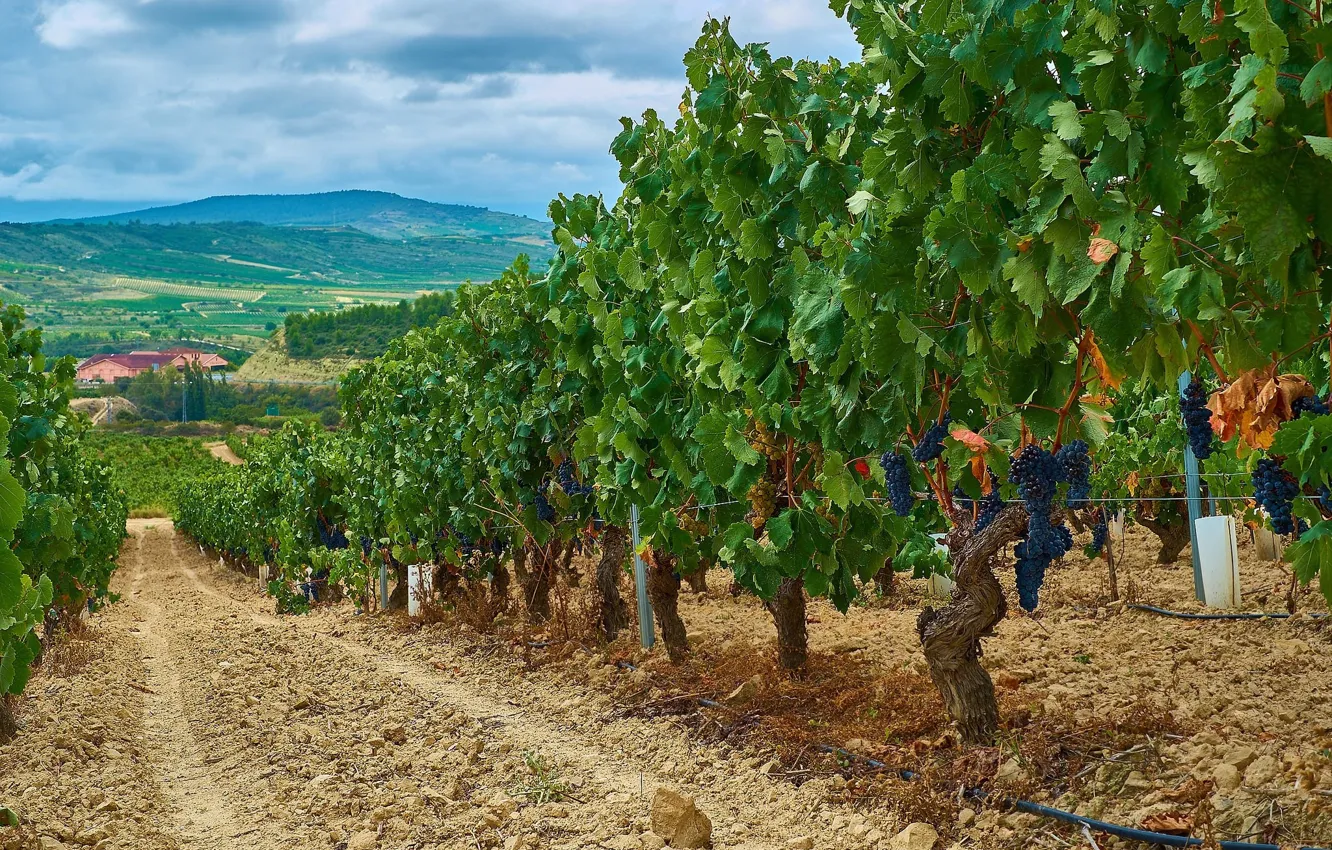 Photo wallpaper the sky, grapes, vineyard